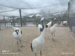 -盐城丹顶鹤湿地生态旅游区