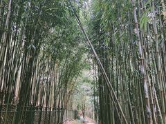 -潜山国家森林公园