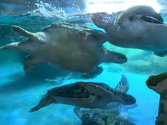 -海合安成都极地海洋公园