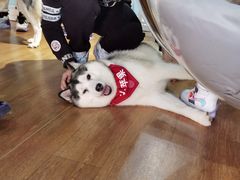 -Husky Go! 哈士奇体验馆·宠物咖啡厅狗咖