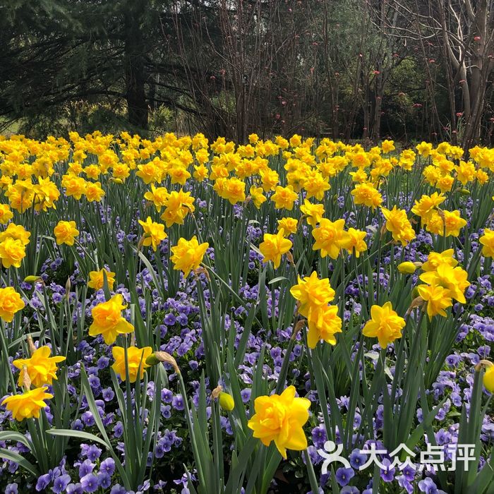 上海辰山植物园图片-北京植物园-大众点评网