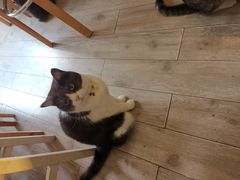 -海边的猫和咖啡馆