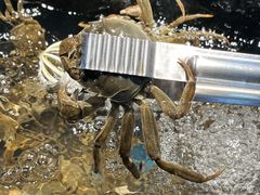 -苏格里岛自助烤肉海鲜火锅(成都金牛万达店)