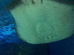 -暹罗海洋世界