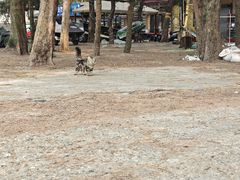 -万尾金滩