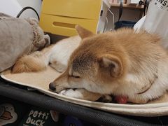 -About Bistro關於·泰式家庭料理