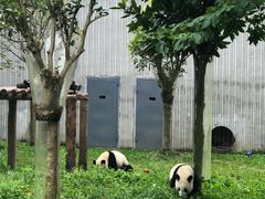 -卧龙中华大熊猫苑神树坪基地