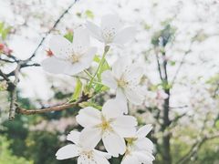 -南山植物园