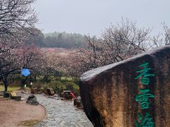 -香雪海