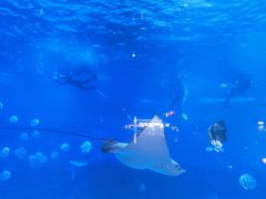 -烟台海昌鲸鲨海洋公园