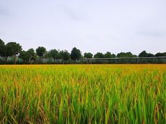 -金稼园·金平湖农家菜