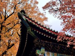 -香山公园
