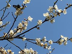 -荔枝公园(福田区)