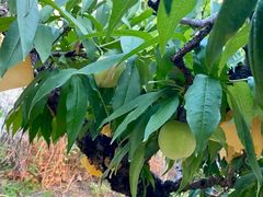 -老袁家蜜桃农场·阳山水蜜桃