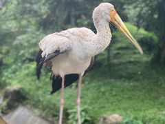 -吉隆坡雀鸟公园