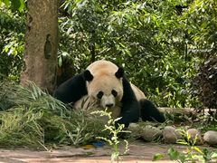 -中国大熊猫保护研究中心雅安碧峰峡基地