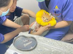 -半岛宠物医院24小时(科华中路店)