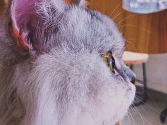 -Heymao猫咖.咖啡厅(东门店)