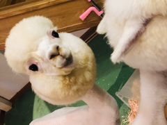 -藦茜花园宠物主题亲子互动体验馆(国顺东路店)