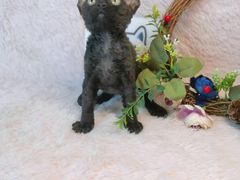 -十年猫舍·猫咪专门店(普陀店)