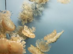景点-常州海昌海洋探索馆