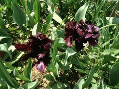 -洛阳郁金香牡丹园