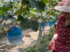 -马陆小张葡萄园农家乐