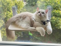 -momokira米努特·德文卷毛猫·棉花面纱犬