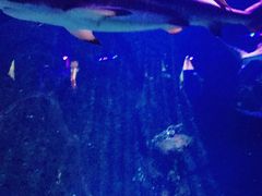 -荆州中山公园动物园