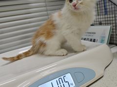-顺强宠物诊所·狂犬免疫·夜诊·骨科(嘉定店)