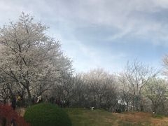 -武汉大学-樱园