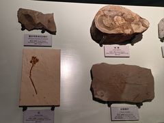 -正佳自然科学博物馆