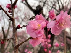 -无锡梅园公园