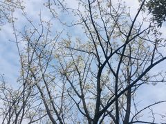 -樱桃山旅游景区