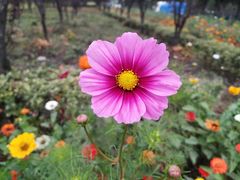 -共青国家森林公园-南大门停车场