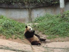 -中国大熊猫保护研究中心雅安碧峰峡基地