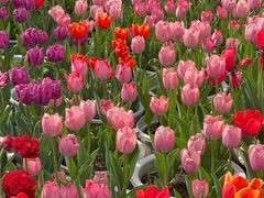 -长白岛森林公园