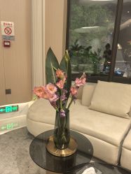 -雅荷悦来双美