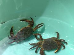 -华蓥山天意谷景区