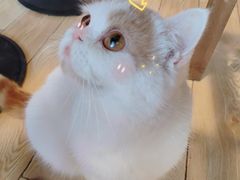 -Cappucimeow猫咪咖啡馆(韦伯时代店)