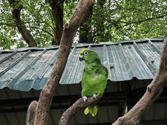 -广州长隆飞鸟乐园