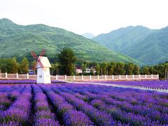 -曲江薰衣草庄园