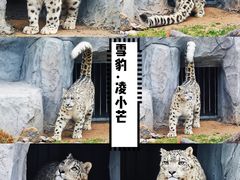 -青藏高原野生动物园