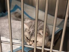 -艾吉宠物医院·疑难杂症转诊中心·猫友好(碧江路院)