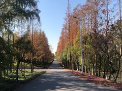 -上海长兴岛郊野公园