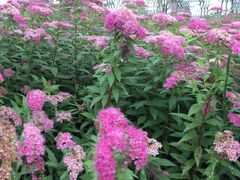 -三圣花乡旅游区