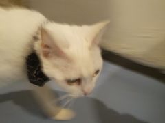 -猫色咖啡·猫咖