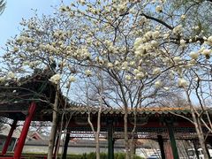-菖蒲河公园