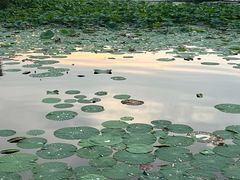 -长春市南湖公园