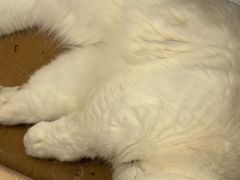 -Let's go狗咖·猫咖·奶狗·桌游(春熙路IFS店)